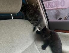ВЫБРОШЕННЫЕ В УЩЕЛЬЕ КОТЯТА ИЩУТ ДОМ