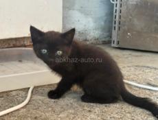 ВЫБРОШЕННЫЕ В УЩЕЛЬЕ КОТЯТА ИЩУТ ДОМ