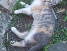 В добрые руки❗️