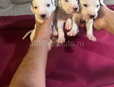 Щенки далматина 