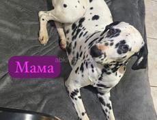 Щенки далматина 