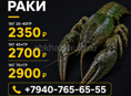 ЖИВЫЕ РАКИ, ДОСТАВКА. 
