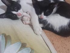 Котята