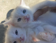 Срочно 