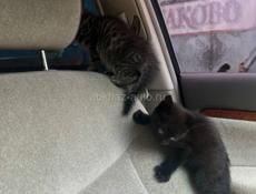 Отдам котят