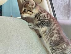Отдам котят