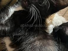 Отдам котят 
