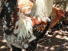 петухи большие местные 