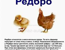 Продам цыплят Ред бро