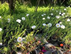 Продаётся рассада цветов