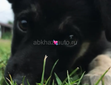 В добрые руки