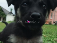 В добрые руки 