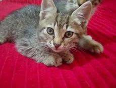 ОТДАЁМ КОТЯТ В ДОБРЫЕ РУКИ!!!