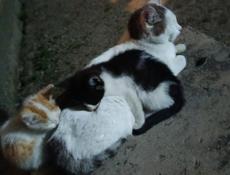 Отдам 2 котят
