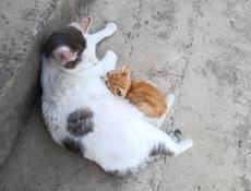 Отдам 2 котят