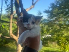 Котята от ловчей кошки