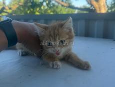 Котята от ловчей кошки