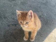 Котята от ловчей кошки