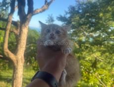 Котята от ловчей кошки