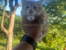 Котята от ловчей кошки