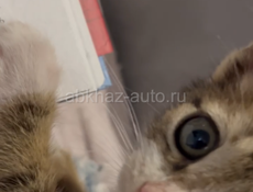Отдам в добрые руки
