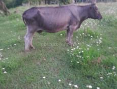 продаётся корова 