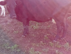 Продаются коровы все вопросы по телефону 