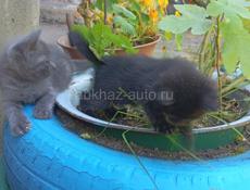 Отдам в добрые руки
