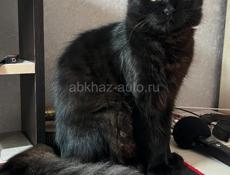 Кот. В добрые руки