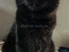 Кот. В добрые руки 