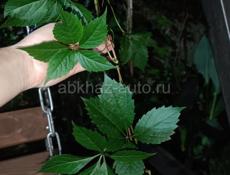 Девичий виноград 