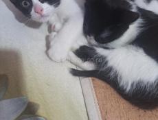 Котята