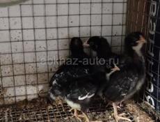 Цыплята породы Плимутрок