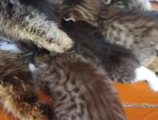 Котята 