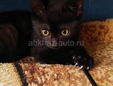 Котёнок 