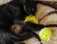 Котёнок