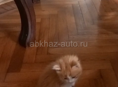 СРОЧНО ДВЕ ОЧАРОВАШКИ - КОШЕЧКИ