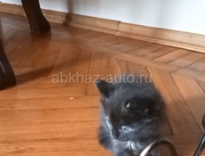 СРОЧНО ДВЕ ОЧАРОВАШКИ - КОШЕЧКИ