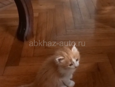 СРОЧНО ДВЕ ОЧАРОВАШКИ - КОШЕЧКИ
