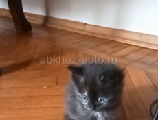СРОЧНО ДВЕ ОЧАРОВАШКИ - КОШЕЧКИ