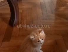 СРОЧНО ДВЕ ОЧАРОВАШКИ - КОШЕЧКИ