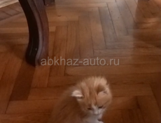 СРОЧНО ДВЕ ОЧАРОВАШКИ - КОШЕЧКИ