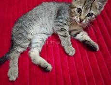 ОТДАЁМ КОТЯТ В ДОБРЫЕ РУКИ