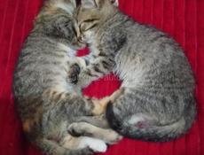 ОТДАЁМ КОТЯТ В ДОБРЫЕ РУКИ
