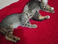 ОТДАЁМ КОТЯТ В ДОБРЫЕ РУКИ