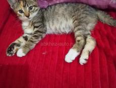 ОТДАЁМ КОТЯТ В ДОБРЫЕ РУКИ