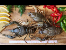 ЖИВЫЕ РАКИ 🦞 