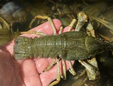 ЖИВЫЕ РАКИ 🦞 
