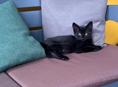 Отдам кота 🐈‍⬛ в добрые руки 