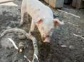 Продается поросенок (Мархяул) 